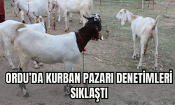 Ordu’da Kurban Pazarı Denetimleri Sıklaştı