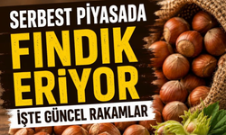 Serbest Piyasada Fındık Eriyor: İşte Güncel Rakamlar