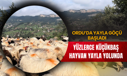 Ordu’da Yayla Göçü Başladı: Yüzlerce Küçükbaş Hayvan Yayla Yolunda
