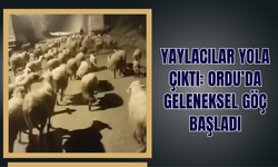Yaylacılar Yola Çıktı: Ordu’da Geleneksel Göç Başladı