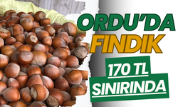 Ordu’da Fındık 170 TL Sınırında