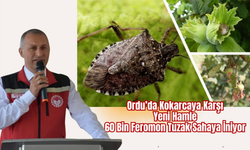 Ordu’da Kokarcaya Karşı Yeni Hamle: 60 Bin Feromon Tuzak Sahaya İniyor