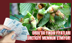 Ordu’da Fındık Fiyatları Üreticiyi Memnun Etmiyor!