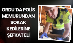 Ordu’da Polis Memurundan Sokak Kedilerine Şefkat Eli