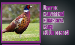 Ünye’de Kahverengi Kokarcaya Karşı Sülün Desteği