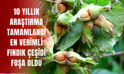 10 Yıllık Araştırma Tamamlandı: En Verimli Fındık Çeşidi Foşa Oldu