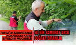 FATSA’DA KAHVERENGİ KOKARCAYA KARŞI BİYOLOJİK MÜCADELE: 60 BİN SAMURAY ARISI DOĞAYA BIRAKILDI