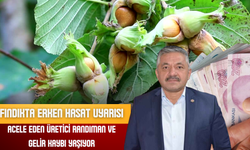 Fındıkta Erken Hasat Uyarısı: Acele Eden Üretici Randıman ve Gelir Kaybı Yaşıyor