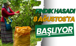 Fındık Hasadı 8 Ağustos'ta Başlıyor