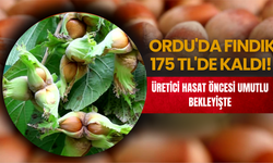 Üretici Hasat Öncesi Umutlu Bekleyişte
