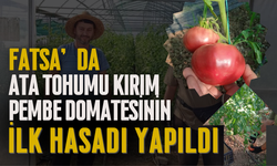 Fatsa’da Ata Tohumu Kırım Pembe Domatesinin İlk Hasadı Yapıldı