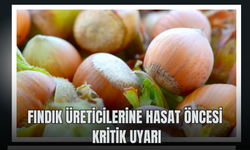 Fındık Üreticilerine Hasat Öncesi Kritik Uyarı