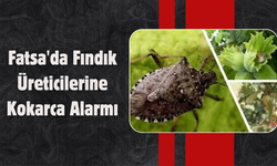 Fatsa'da Fındık Üreticilerine Kokarca Alarmı: Hasada Kadar Kontroller Sürmeli