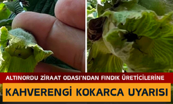 Altınordu Ziraat Odası'ndan Fındık Üreticilerine Kahverengi Kokarca Uyarısı