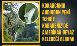Kokarcanın Ardından Yeni Tehdit! Karadeniz'de Amerikan Beyaz Kelebeği Alarmı