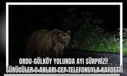 Ordu-Gölköy Yolunda Ayı Sürprizi! Sürücüler O Anları Cep Telefonuyla Kaydetti