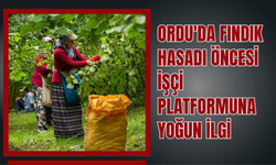 Ordu'da Fındık Hasadı Öncesi İşçi Platformuna Yoğun İlgi