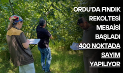 Ordu'da Fındık Rekoltesi Mesaisi Başladı: 400 Noktada Sayım Yapılıyor