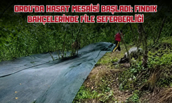 Ordu'da Hasat Mesaisi Başladı: Fındık Bahçelerinde File Seferberliği