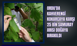 Ordu'da Kahverengi Kokarcaya Karşı 25 Bin Samuray Arısı Doğaya Bırakıldı