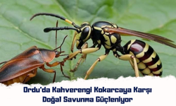 Ordu’da Kahverengi Kokarcaya Karşı Doğal Savunma Güçleniyor