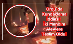 Ordu’da Kundaklama İddiası: İki Mandıra Alevlere Teslim Oldu