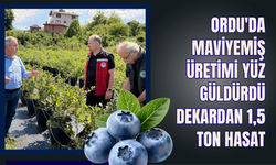 Ordu'da Maviyemiş Üretimi Yüz Güldürdü: Dekardan 1,5 Ton Hasat