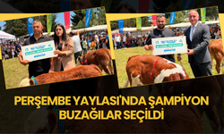 Perşembe Yaylası'nda Şampiyon Buzağılar Seçildi