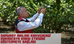 Samuray Arıları Kahverengi Kokarcaya Karşı Etkisini Göstermeye Başladı