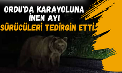 Ordu'da Karayoluna İnen Ayı Sürücüleri Tedirgin Etti