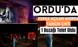 Ordu’da Yufka Açılan Ahırda Yangın Çıktı: 1 Buzağı Telef Oldu