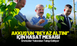 Akkuş’un “Beyaz Altını” İçin Hasat Mesaisi: Üreticiler Yakından Takip Ediliyor