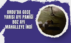 Ordu’da Gece Yarısı Ayı Paniği