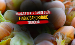 İmamlar Bu Kez Camide Değil, Fındık Bahçesinde Ter Döktü
