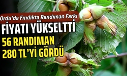 Ordu’da Fındıkta Randıman Farkı Fiyatı Yükseltti: 56 Randıman 280 TL’yi Gördü