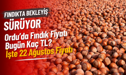 Ordu’da Fındık Fiyatı Bugün Kaç TL? İşte 22 Ağustos Fiyatı