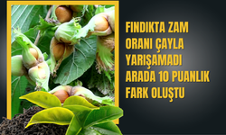 Fındıkta Zam Oranı Çayla Yarışamadı: Arada 10 Puanlık Fark Oluştu