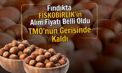 Fındıkta FİSKOBİRLİK’in Alım Fiyatı Belli Oldu: TMO’nun Gerisinde Kaldı