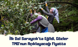 İlk Dal Saraycık’ta Eğildi, Gözler TMO’nun Açıklayacağı Fiyatta