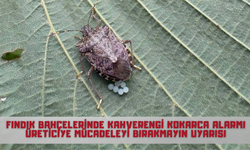 Fındık Bahçelerinde Kahverengi Kokarca Alarmı: Üreticiye Mücadeleyi Bırakmayın Uyarısı
