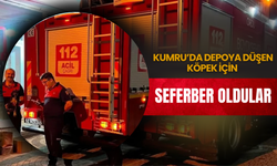 Kumru’da Depoya Düşen Köpek İçin Seferber Oldular