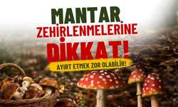 Zehirli ve Yenilebilir Türleri Ayırt Etmek Sanıldığı Kadar Kolay Değil