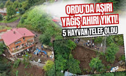 Ordu’da Aşırı Yağış Ahırı Yıktı! 5 Hayvan Telef Oldu