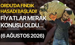 Ordu’da Fındık Hasadı Başladı! Fiyatlar Merak Konusu Oldu… (6 Ağustos 2026)