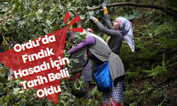 Ordu’da Fındık Hasadı İçin Tarih Belli Oldu