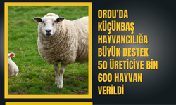 Ordu’da Küçükbaş Hayvancılığa Büyük Destek: 50 Üreticiye Bin 600 Hayvan Verildi