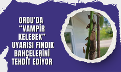 Ordu’da “Vampir Kelebek” Uyarısı: Fındık Bahçelerini Tehdit Ediyor