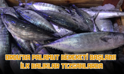 Ordu’da Palamut Bereketi Başladı! İlk Balıklar Tezgahlarda