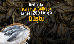 Ordu’da Palamut Bolluğu: Tanesi 200 Liraya Düştü