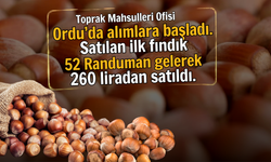 TMO Ordu’da Fındık Alımına Başladı: İlk Ürün 52 Randımanla 260 TL